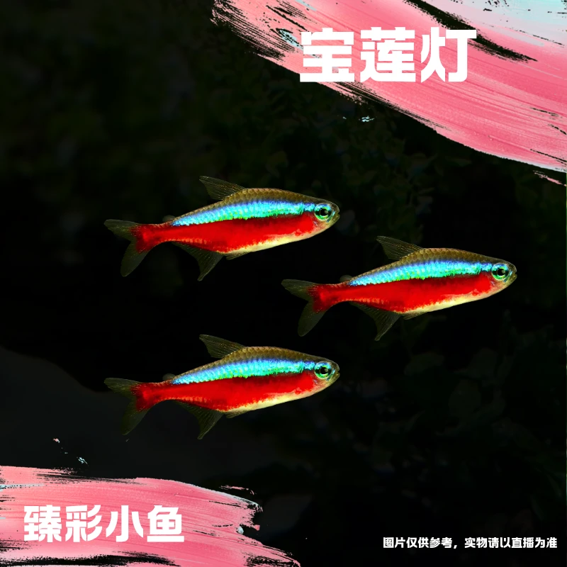 【臻彩小鱼】宝莲灯1 灯科鱼热带观赏鱼皮实好养耐活