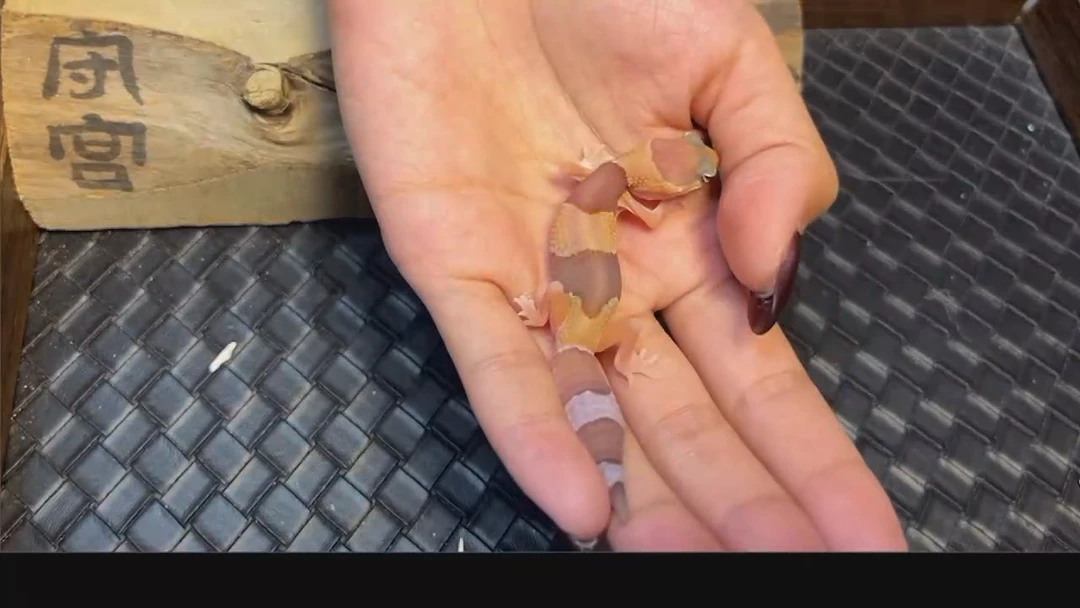 肥尾守宫肥尾守宫橘白