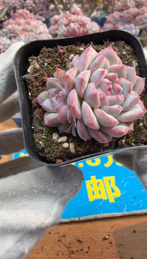 东云多肉园二店-578