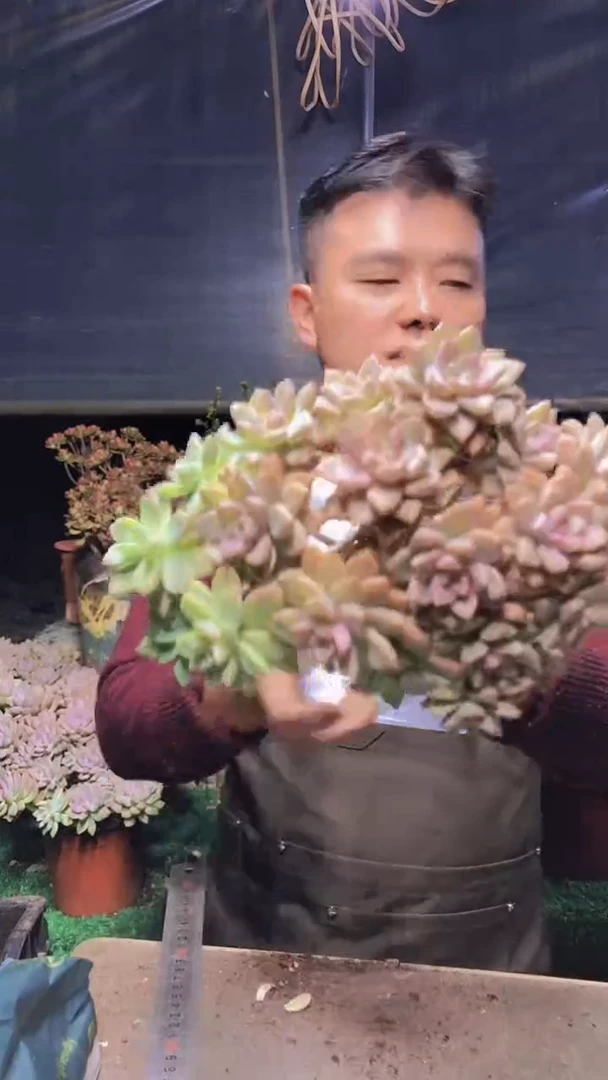 196淡雪缀化一物一拍