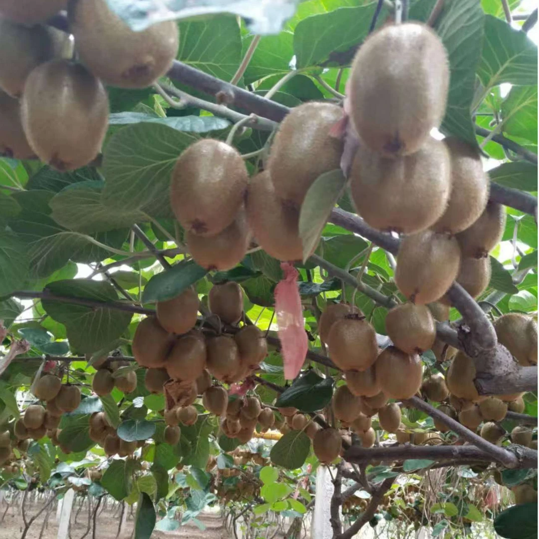 奇异果香甜多汁正宗正宗10眉县正宗正宗现采现发新鲜陕西猕猴桃