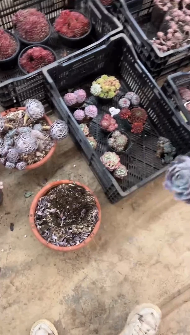 空**兰B35天赐缀￥30