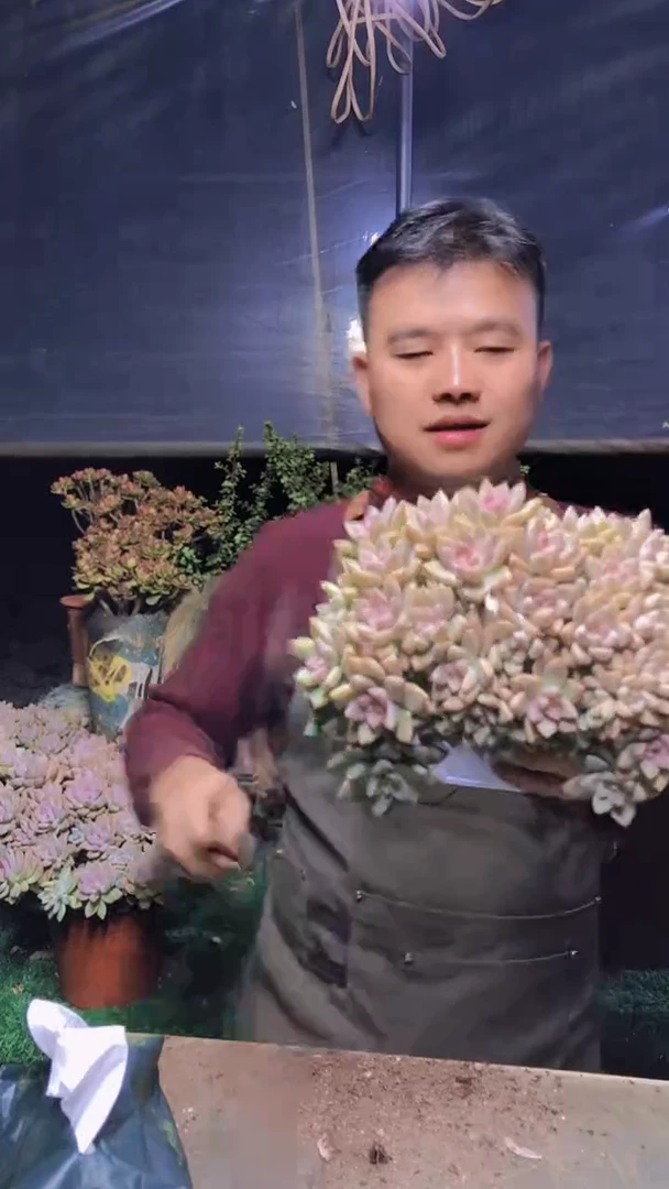 215雪缀化一物一拍