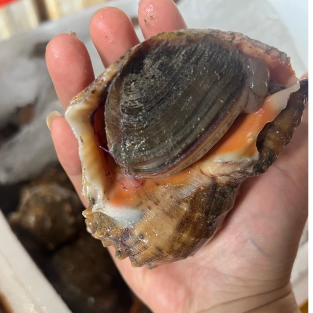 （可快递）鲜活大海螺到手一斤左右