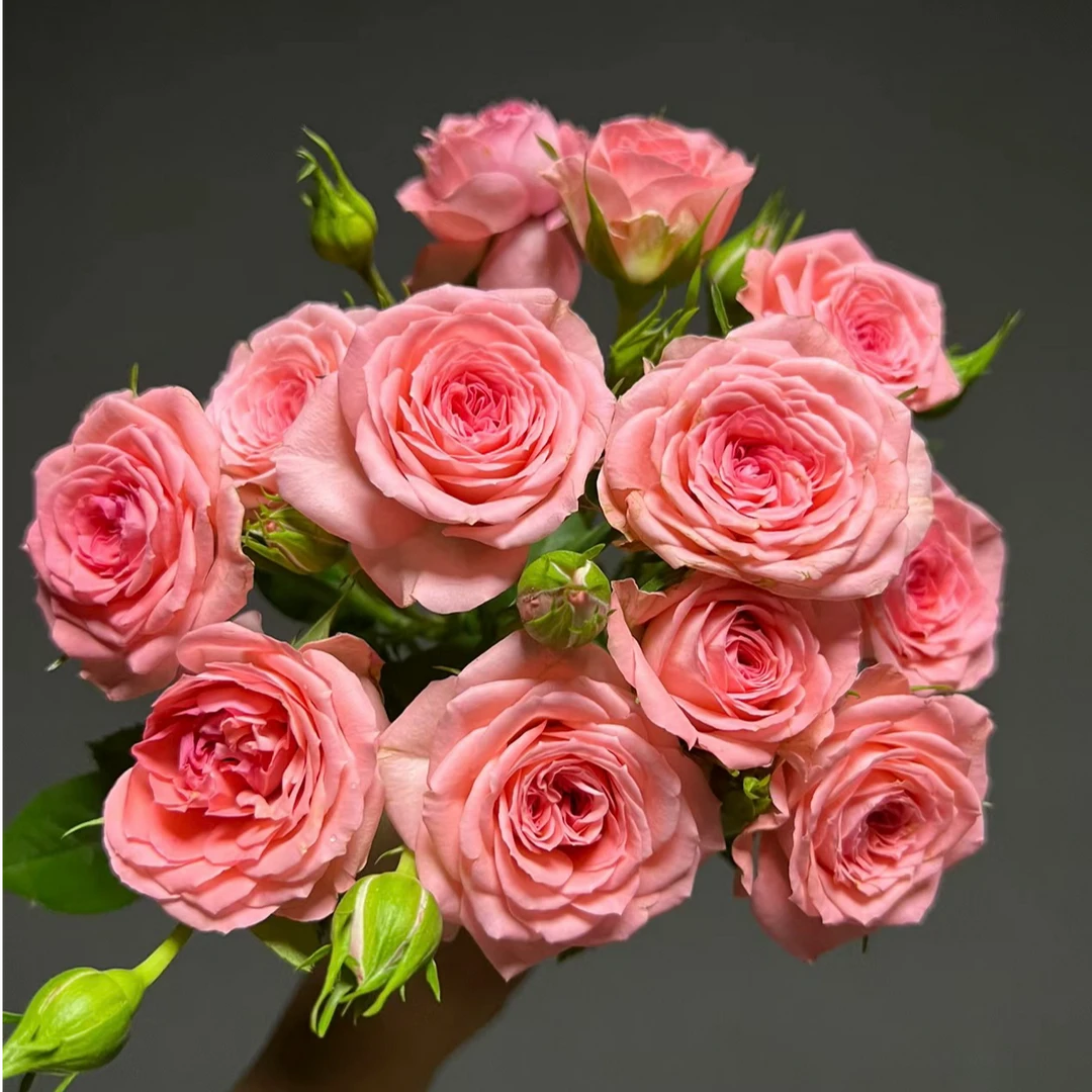 带白盆【仙度瑞拉】月季玫瑰直播云南精品盆栽花卉四季开花室内外