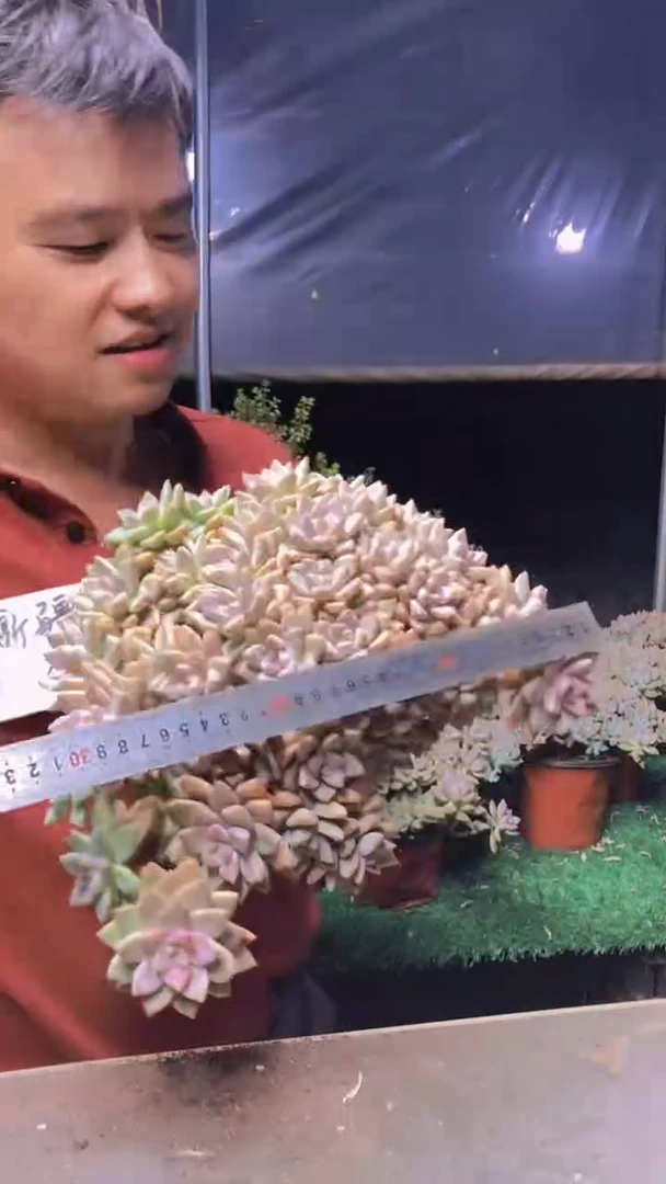 592淡雪缀化一物一拍