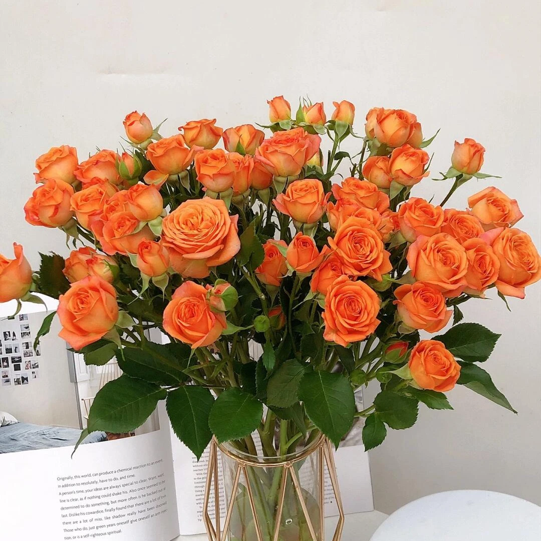 橙芭比5支一支多头（今天发明天到全场任意两单包邮到家）