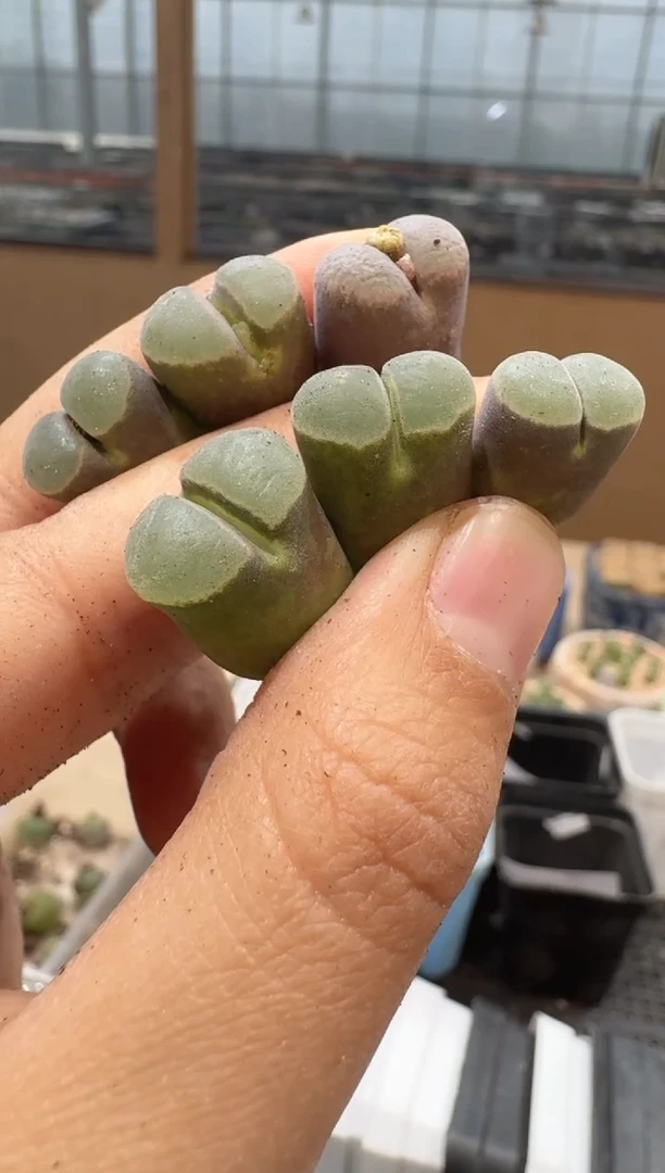 多肉植物肉锥16-23