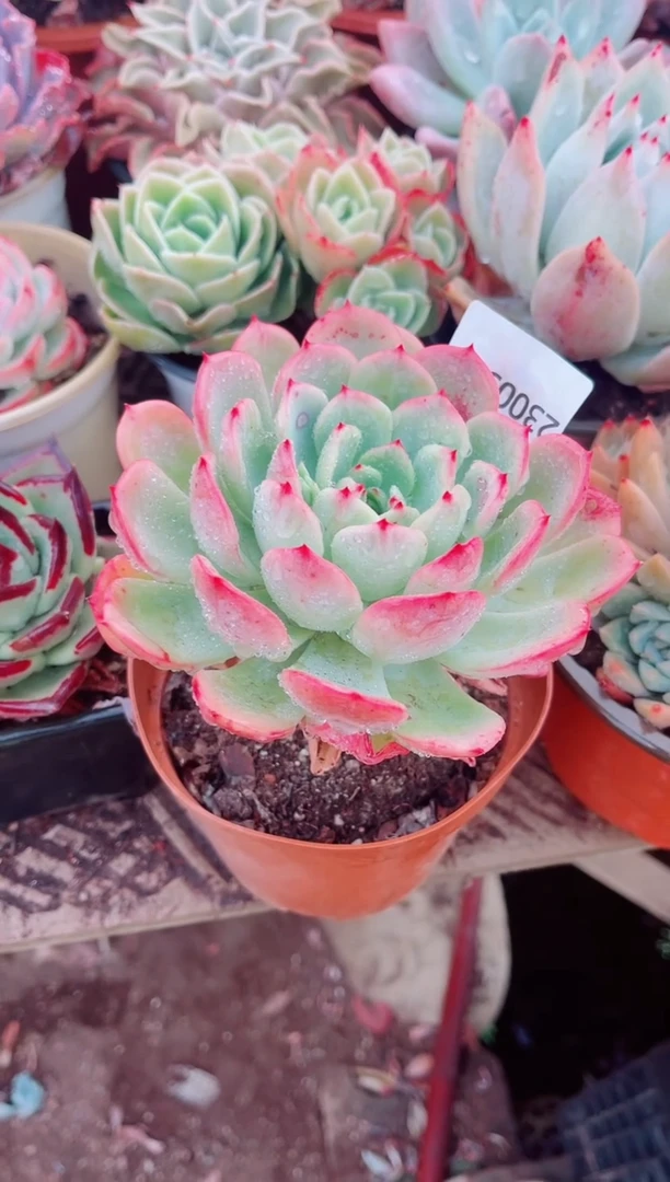 叮**?跃跃精品多肉23005