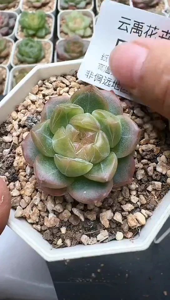691F云禹多肉植物 默认脱土纸巾打包 3颗包邮