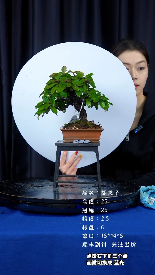 【闪购商品】胡颓子日本