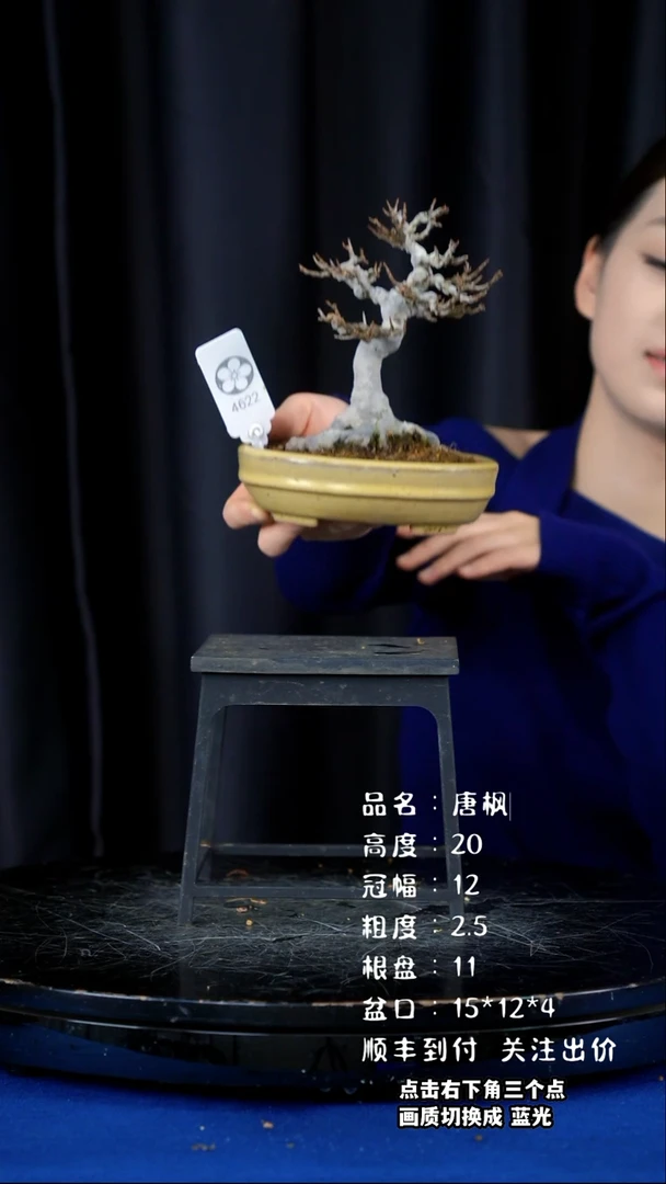 【闪购商品】唐枫日本