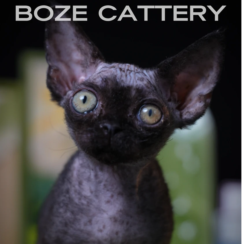 【脖子家】碳碳 纯黑妹妹 正价非绝育