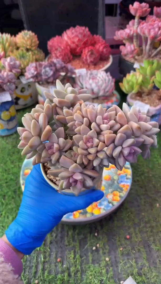 昆明印象多肉6055