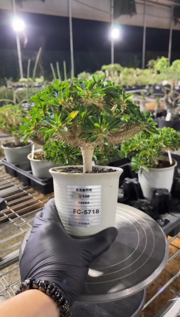 实生鬼切阁FC-5718