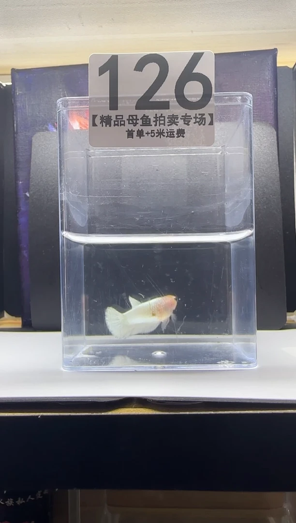 斗鱼母鱼编号：126