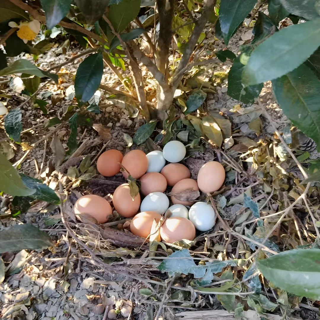 【50枚】散养粮食混装粉绿壳新鲜土鸡蛋