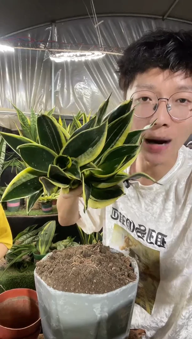 大号金荷花裸根2棵9.9