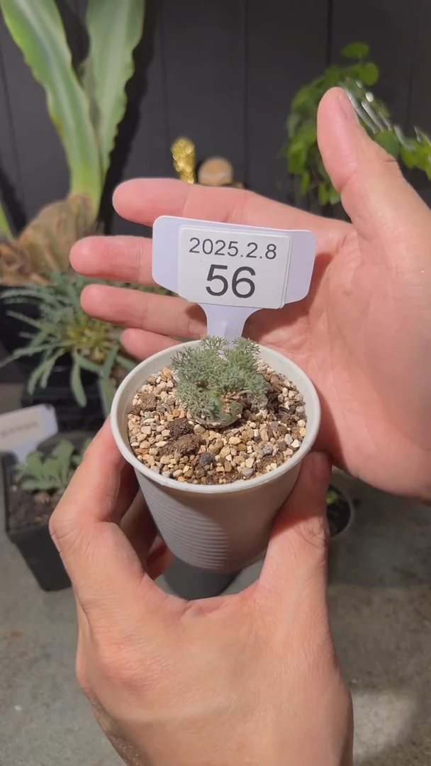 【闪购商品】白皮月界2.8.56