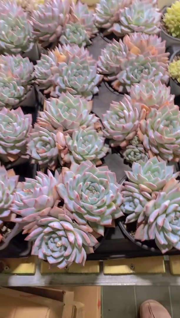 A387-粉蓝鸟母本三头群脱土发（量拍）