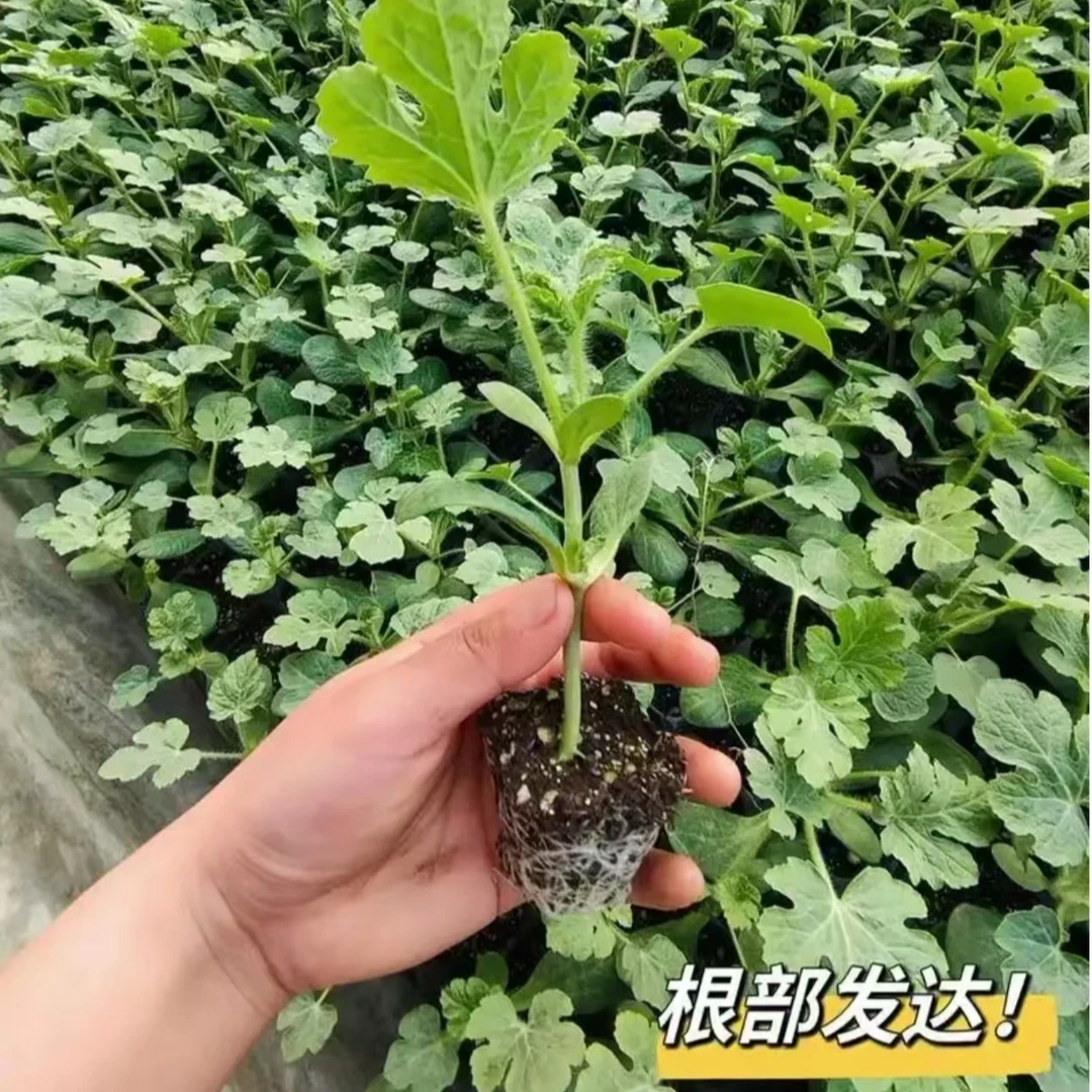 陈哥麒麟瓜苗西瓜苗成活容器苗盆栽地栽种植生根带土发货