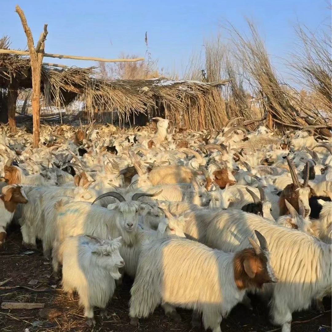 新疆尉犁塔河小山羊【羯羊】冷链空运25斤