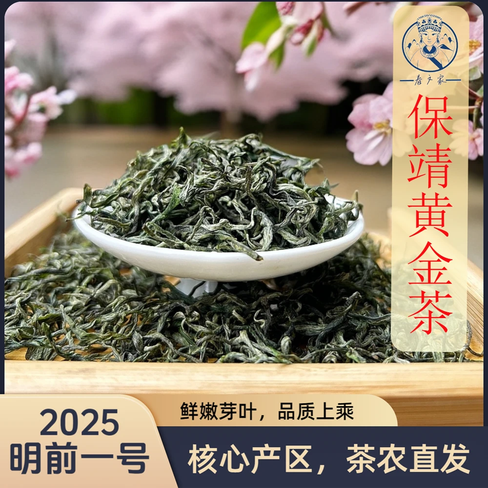 保靖黄金茶2025明前一号春茶高山绿茶正宗品质原产地手工茶农直发