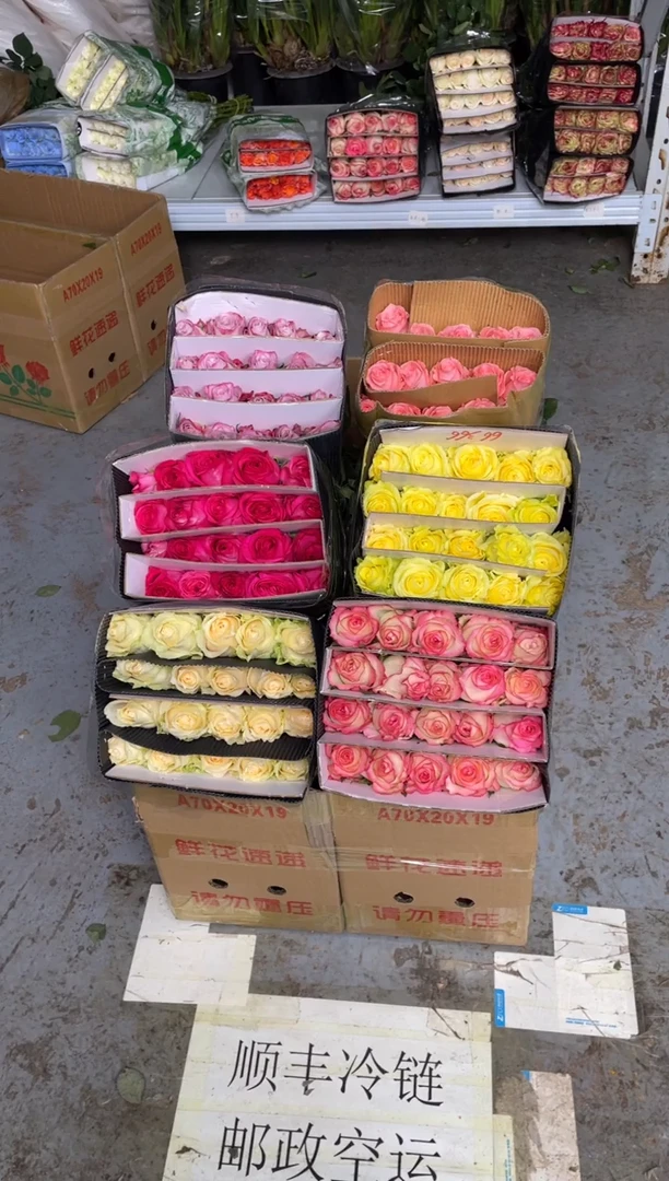 单头玫瑰60枝（任意3个品种）