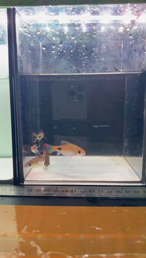 海水鱼红旗蓝黑影道人