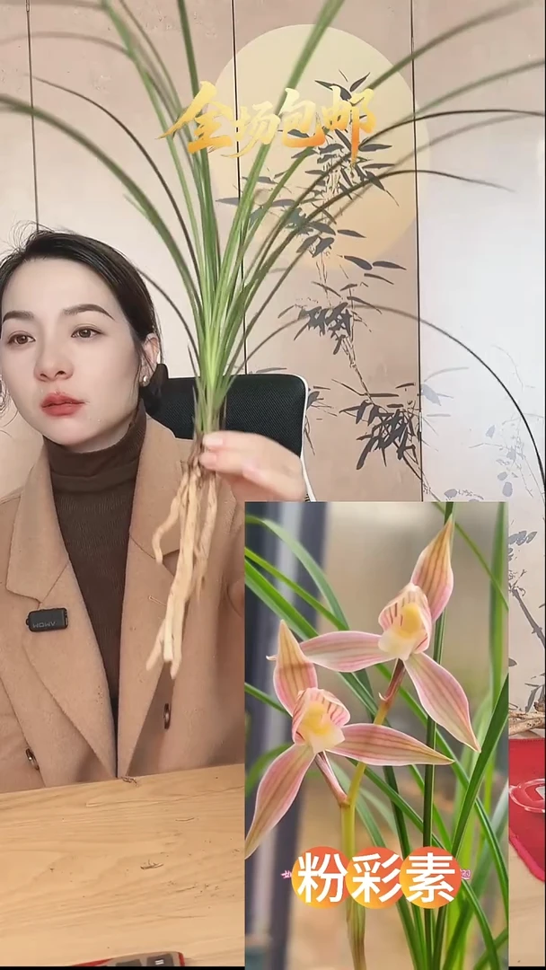 当前无花栽培后可以开花：粉彩素