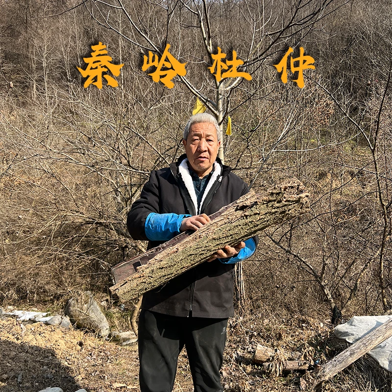 杜仲秦岭山货药材煲汤正品干中药杜仲皮树皮泡茶中药材茶野生优质
