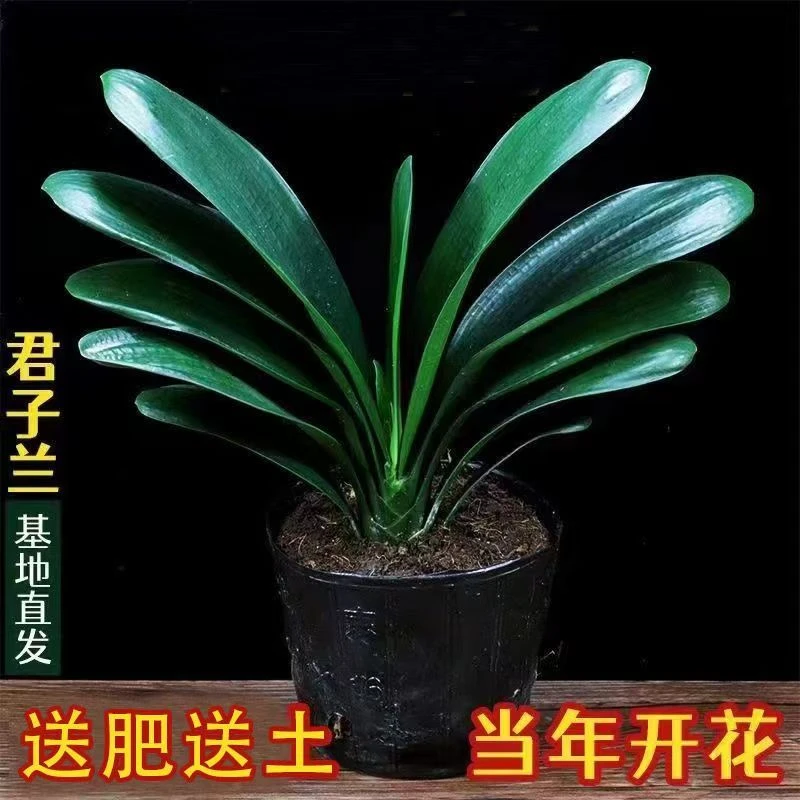 精品君子兰室内桌面盆栽植物花卉盆栽净化空气植物