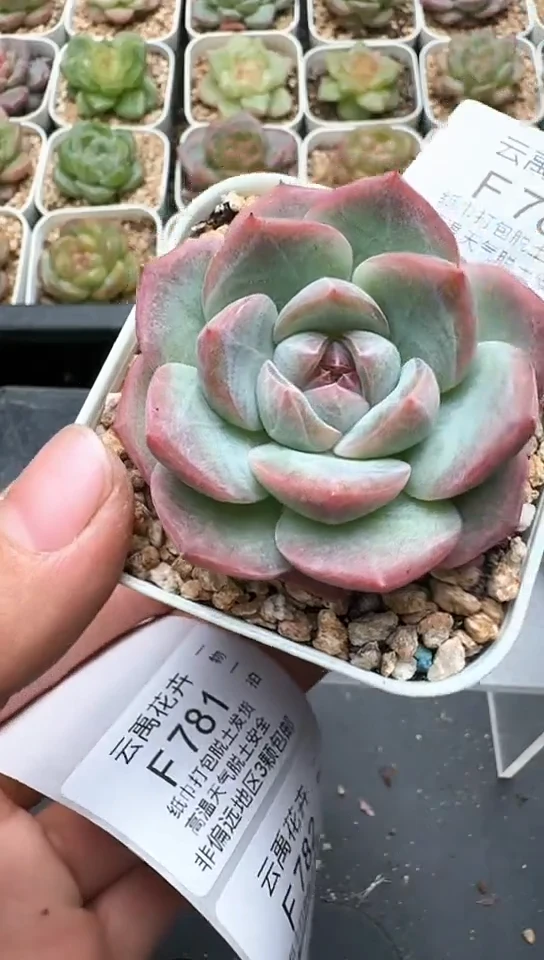 780F云禹多肉植物 默认脱土纸巾打包 3颗包邮