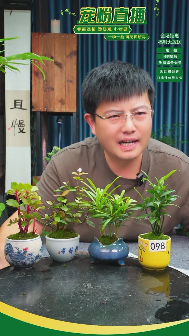 无花朵C*s苔藓微景观098号