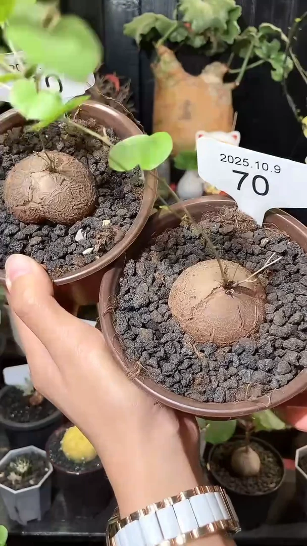 70号1009南非龟甲龙福利特价组合