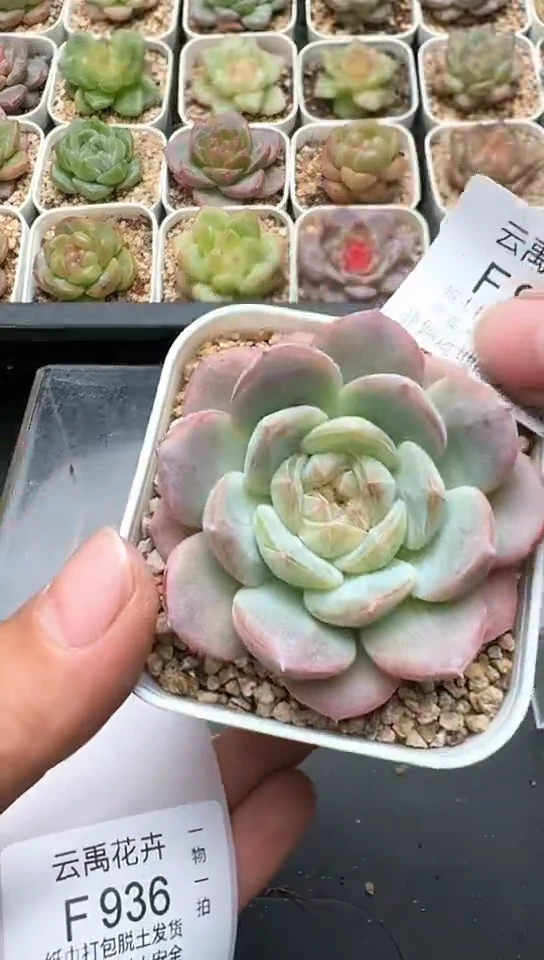 935F云禹多肉植物 默认脱土纸巾打包 3颗包邮