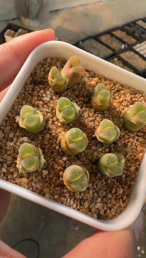 【闪购商品】8-65胖虎一颗