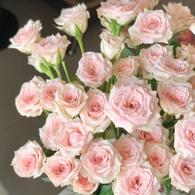 【新疆花之溪】星悦宝贝多头玫瑰（8-10枝）（10%-20%不赔付）