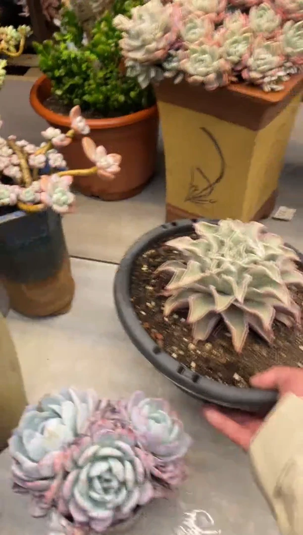 【闪购商品】102饺子皮