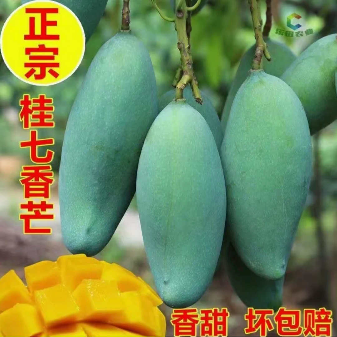 广西百色芒果之乡，桂七芒果鲜甜香气浓郁带箱9.5-10斤装（带箱）