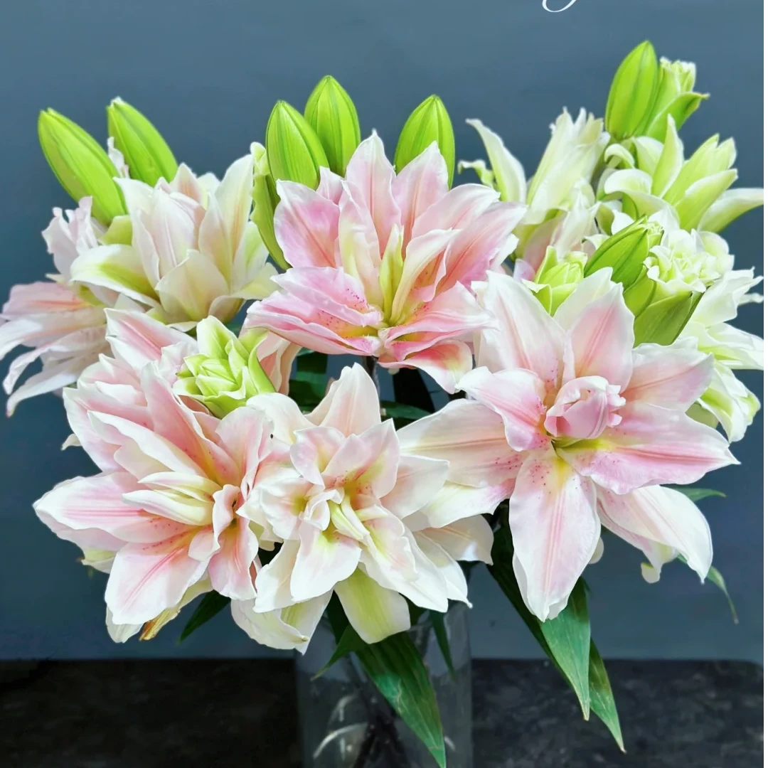 【全疆京东包邮】萨拉重瓣百合