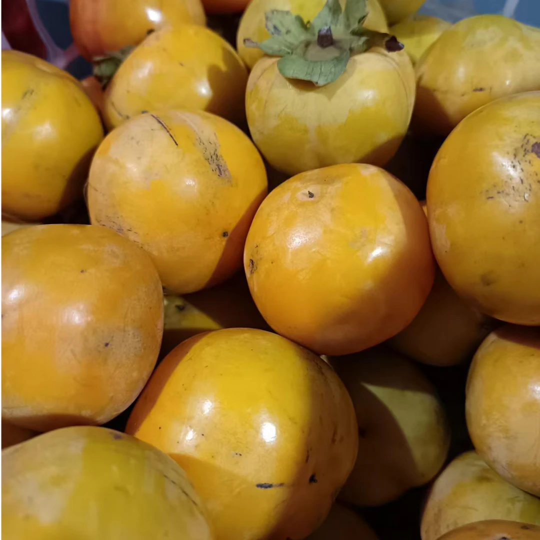 新鲜当季现摘流心软柿子（农户家采摘）