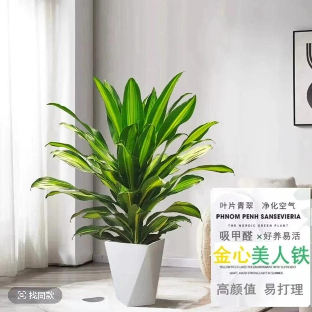 60-70cm金心也门荷花铁巴西铁小清新ins风办公桌面盆栽四季常青