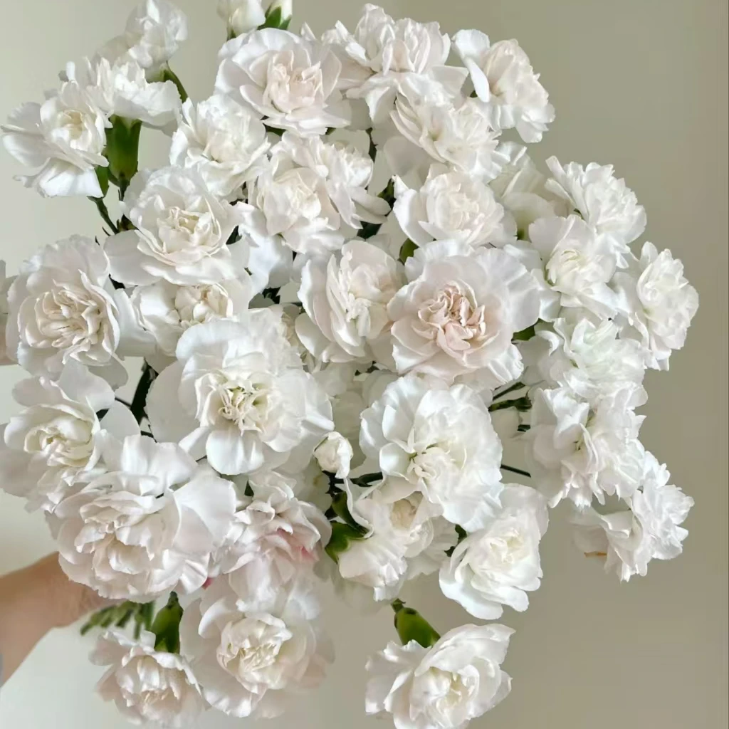 精选多头康乃馨多种品种可选择花期长好养护云南直发顺丰包邮