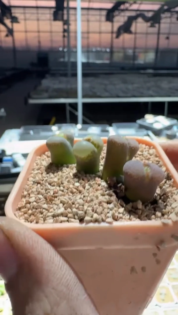 多肉植物肉锥22-252