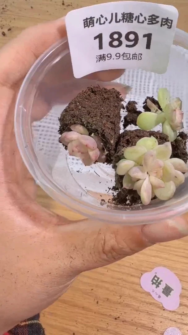 1891 飘枝 多肉植物 满9.9包邮