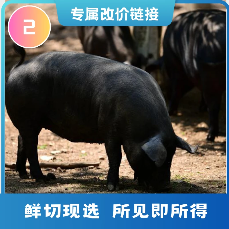 皖南黑猪全肉改价 皖南农家养黑毛猪 顺丰空运包邮 2号链接