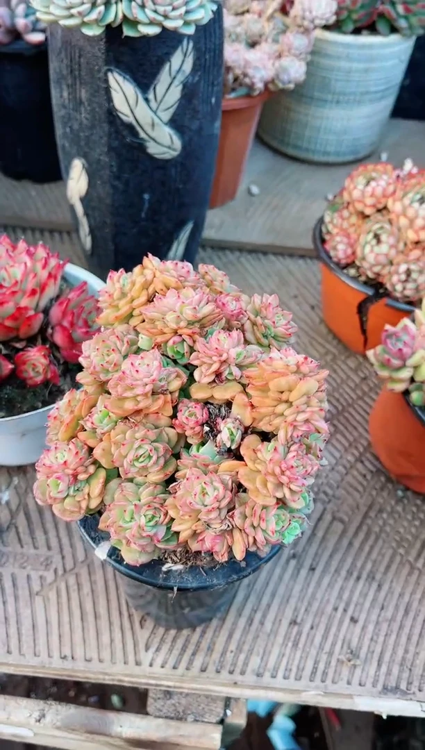 【闪购商品】21152