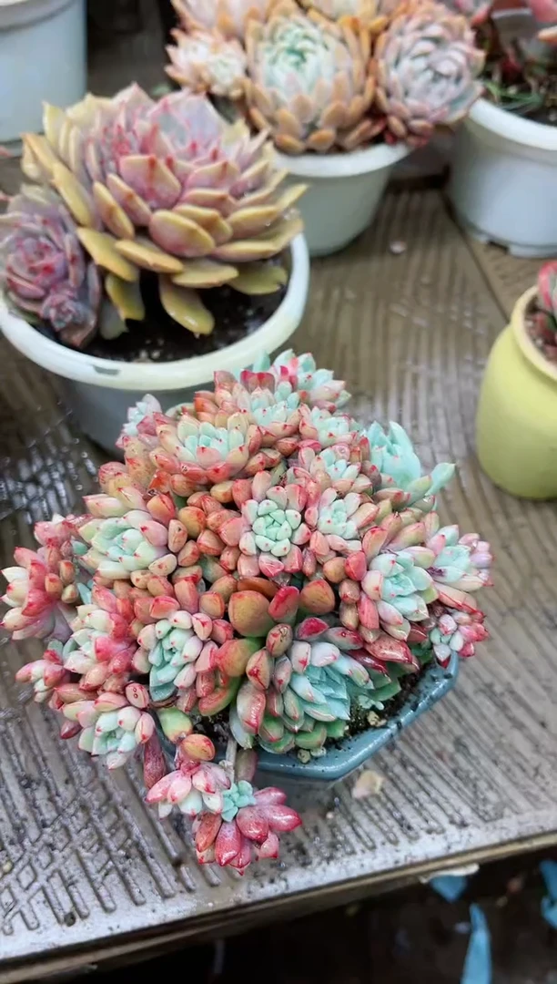 【闪购商品】21072