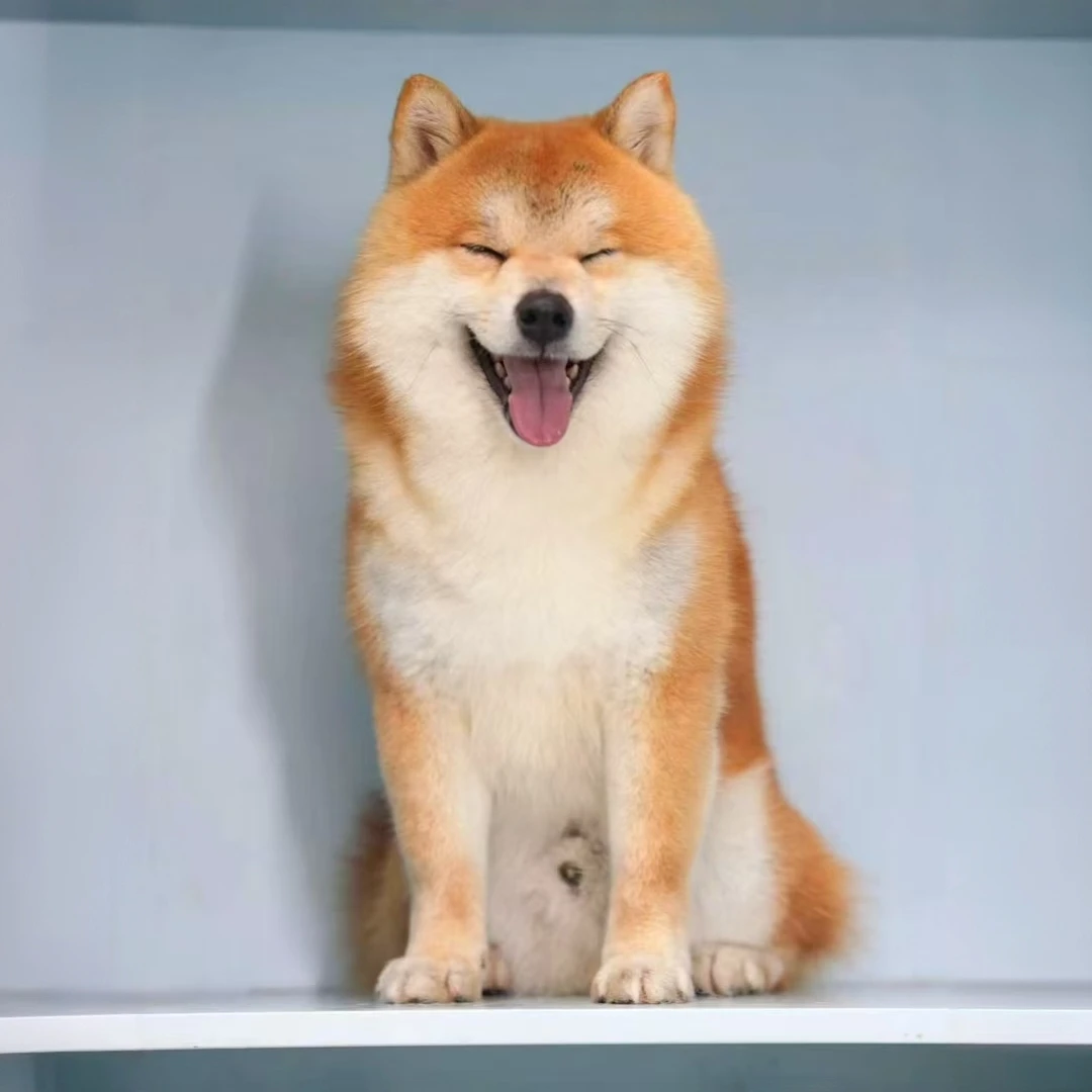 柴犬活体狗狗（直播间）柴犬豆柴赤色柴犬黑柴白柴柴犬幼犬出售